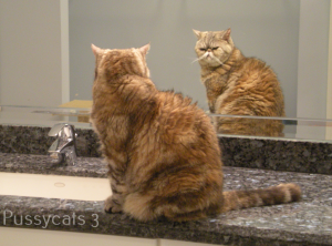 Patches already had some food, so she likes to ponder her image in the mirror. Typical female!
